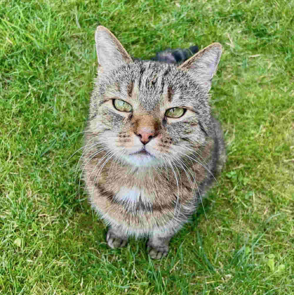 katzenbild-seiteninhaberin